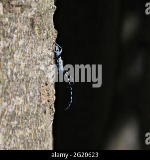 Rosalia Longicorn o Alpino longhorn Beetle Foto Stock