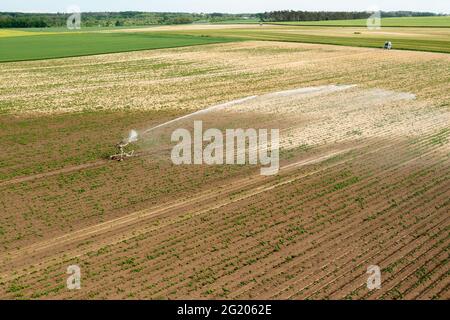 Irrigazione di un campo verde con raccolti da acqua. Foto Stock