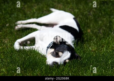 pigro cane bianco e nero che riposa in erba in giardino in estate Foto Stock