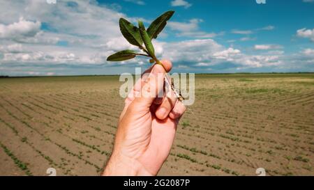 Agricoltore maschile che ispeziona le colture di soia in campo, da vicino con fuoco selettivo Foto Stock