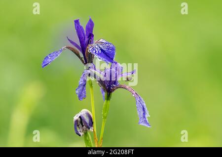 Primo piano di un Iris siberiano in una giornata piovosa in estate, acquedri, sfondo verde Foto Stock