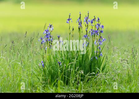 Primo piano di un Iris siberiano in una giornata piovosa in estate, acquedri, sfondo verde Foto Stock