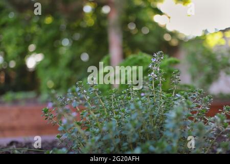 Timo vulgaris nel Giardino di Primavera. Thyme comune anche chiamato Giardino Thyme o tedesco Thyme è una specie di piante da fiore. Foto Stock