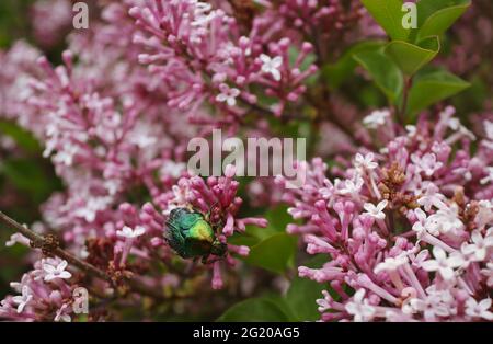 Verde metallico Beetle su Pinky comune Lilac nel Giardino. Rose Chafer conosciuto anche come Cetonia Aurata Pollinates Syringa vulgaris durante la primavera. Foto Stock