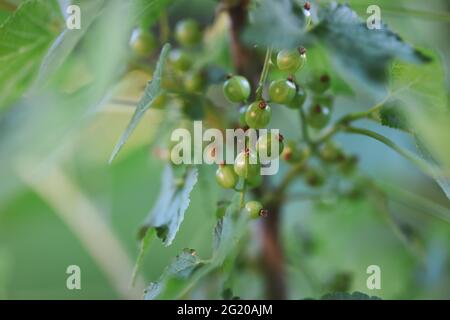 Verdi giovani Berries di Ribes rubrum nel Giardino. Bella pianta di Redcurry unmatipe fuori. Foto Stock