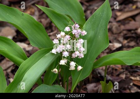 Convallaria majalis var. rosea Foto Stock