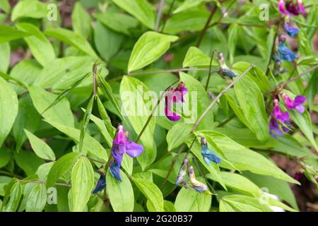 Lathyrus vernus Foto Stock