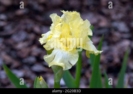 Iris "maui Moonlight" Foto Stock