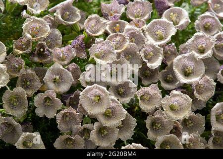 La Petunia patagonica Foto Stock