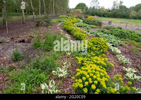 Breezy ginocchia Giardini, ombra che ama piantare Foto Stock