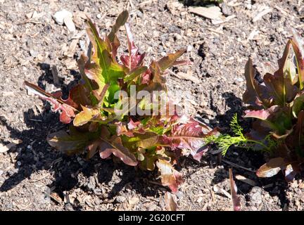 Lattuga (Cut-and-come-Again) 'Cocarde' Foto Stock