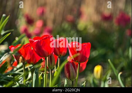 Bella vista closeup dei fiori di tulipano rosso primavera su sfondo verde offuscato a Herbert Park, Dublino, Irlanda. Messa a fuoco selettiva morbida. Alta risoluzione Foto Stock