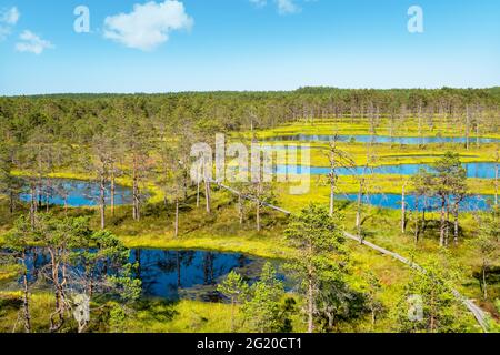 Paesaggio naturale di Viru Bog (Viru raba) con passerella in legno. Parco Nazionale di Lahemaa, Estonia, Europa Foto Stock