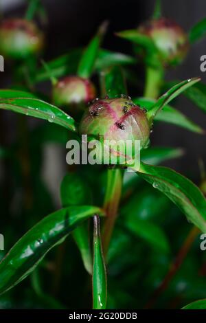 Formiche striscianti su tutto il fiore di Peony gemma. Inglese giardino UK Foto Stock