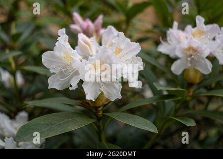 Rhododendron in fioritura precoce, primavera precoce nel giardino Foto Stock