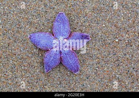 Viola morto stella marina comune / stella marina comune violetta / stella marina zucchero (Asterias rubens) lavato a riva sulla spiaggia lungo la costa del Mare del Nord Foto Stock