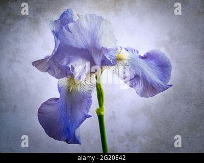 Una testa di fiore di iride bearded - Iris pallida - con le texture overlayed nella lavorazione Foto Stock