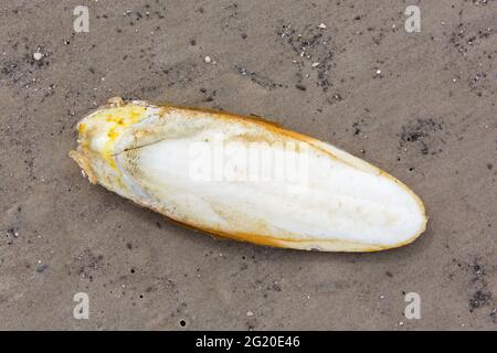 L'Osso di seppia si è incagliata sulla spiaggia sabbiosa, organo di spinta di galleggiamento e guscio interno della politica europea comune in seppia / cuttles (Sepia officinalis) Foto Stock