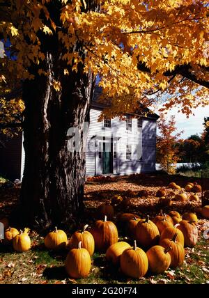 Albero d'acero e zucche autunnali nel New Hampshire Foto Stock