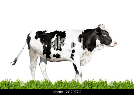 Mucca bianca e nera e il bordo verde dell'erba isolato su sfondo bianco. Animali da fattoria o banner agricolo con mucca Foto Stock