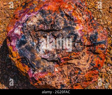 Red Blue Orange Petrifed Wood Log Abstract Vistor Center Petrifified Forest National Park Arizona Foto Stock