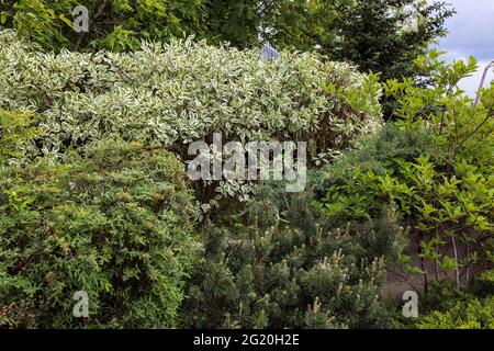 Giovani germogli di pino, cespugli di cornus alba sullo sfondo di euonymus in un parco paesaggistico. Sfondo Foto Stock