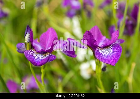primo piano di iris Foto Stock