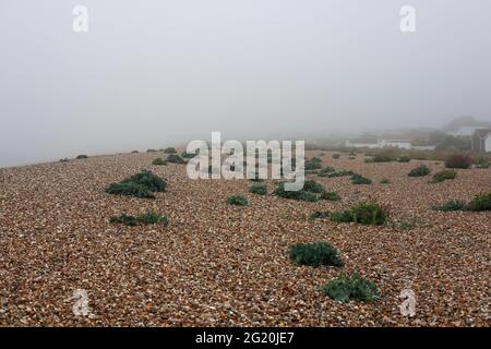 Piante autoctone visto crescere in ghiaia e ciottoli sulla spiaggia di Aldwick Bay nella nebbia di mattina presto. Foto Stock