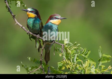 Due mangiatori europei di api (Apiaster Merops) che si batte su un ramoscello Foto Stock