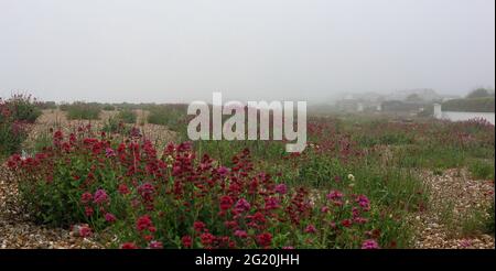 Piante autoctone visto crescere in ghiaia e ciottoli sulla spiaggia di Aldwick Bay nella nebbia di mattina presto. Foto Stock