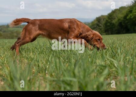 lavoro cocker spaniel cane caccia per gli uccelli di gioco Foto Stock