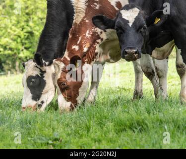 tre mucche da latte che pascolano Foto Stock