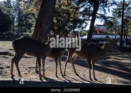 NARA, GIAPPONE - 24 Dic 2019: Nara, Giappone - 27 Nov, 2019: Cervi giovani nel parco Nara Park. Nara KPark è un grande parco nel centro di Nara e. Foto Stock