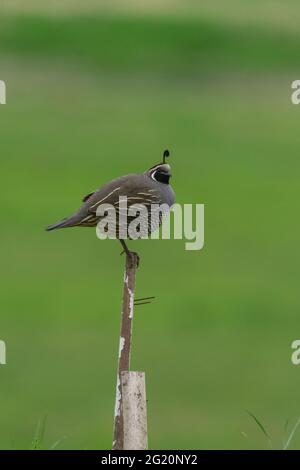 Adorabile quaglia in piedi su un palo recinto su sfondo verde Foto Stock