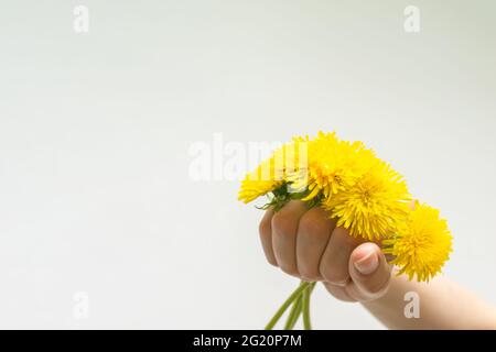 Mano che tiene dandelions gialli di fiori selvatici su uno sfondo chiaro, copy space, cartolina. Fiori selvatici di primavera brillanti. Amore, romanticismo, concetto di matrimonio Foto Stock