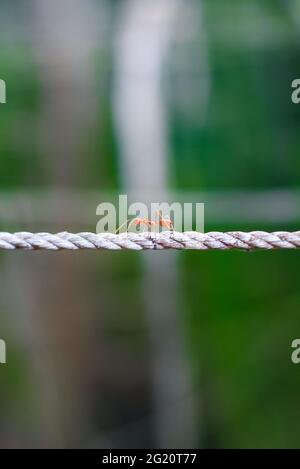 Sparato vicino alla formica rossa, salire la corda. Formiche su corda sfocata e sfondo verde. Foto Stock