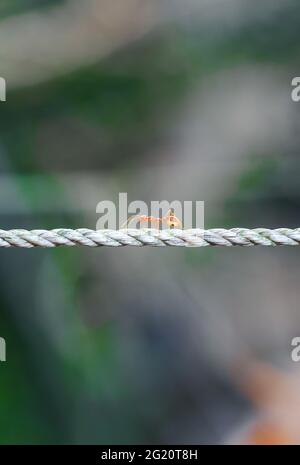 Sparato vicino alla formica rossa, salire la corda. Formiche su corda sfocata e sfondo verde. Foto Stock