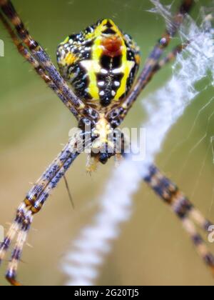 Spider seduto sul web closeup con sfondo verde e bokeh per la carta da parati. Foto Stock