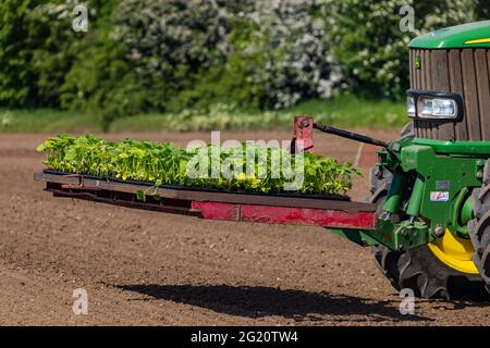 Piantine di piante di zucca piantate sul campo utilizzando macchinari per trattori, Kilduff Farm, East Lothian, Scozia, Regno Unito Foto Stock