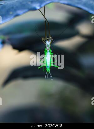 Fotografia rara. Grasshopper verde che cambia il proprio guscio. Grasshopper cambiare shell in foglie per lo sfondo. Trasformazione e concetto di vita nuova. Foto Stock