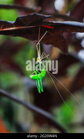 Fotografia rara. Grasshopper verde che cambia il proprio guscio. Grasshopper cambiare shell in foglie per lo sfondo. Trasformazione e concetto di vita nuova. Foto Stock