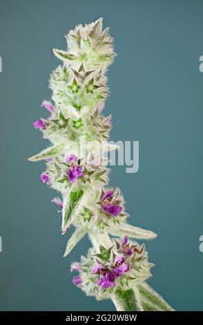 Macro vista dei fiori della pianta dell'orecchio di agnello (Stachys byzantina). Foto Stock