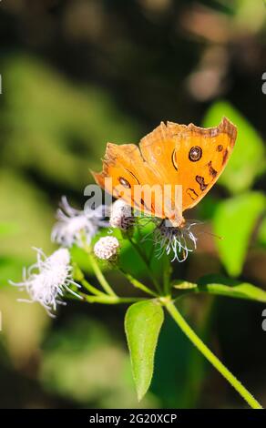 Peacock Pansy o Junonia almanac farfalla con nettare dolce su un fiore. Macro farfalle che raccolgono miele e pollinato. Foto Stock