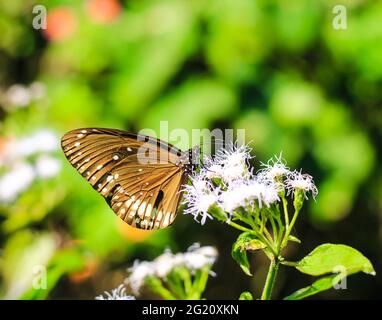 Euploea Core o Crow Butterfly indiano comune con nettare dolce su un fiore. Macro farfalle che raccolgono miele e pollinato. Foto Stock