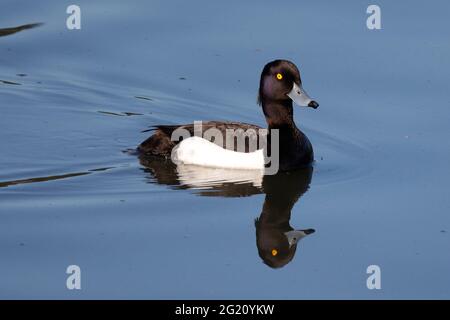 Avifauna a Trentham Gardens UK inclusi uccelli nativi e fallo selvatico delle isole britanniche Foto Stock