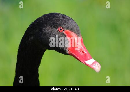 Cigno nero australiano e avifauna a Trentham Gardens UK, inclusi uccelli nativi e fallo selvatico delle isole britanniche Foto Stock