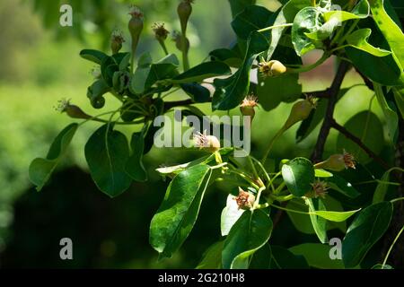 piccole pere verdi sui rami dell'albero illuminate dal sole della tarda primavera Foto Stock