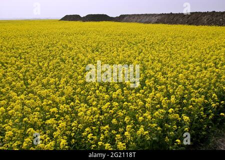 Un campo di senape a Manikganj, Bangladesh. 18 dicembre 2009. Foto Stock