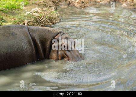 Un ippopotamo solita si trova nell'acqua fangosa del lago. Artiodattile mammifero Foto Stock