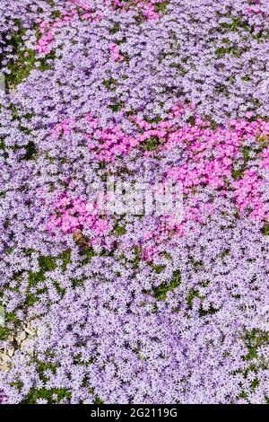 Tappeto solido strisciante sui fiori di flox a forma di awl bianchi, rosa e lilla. Sfondo floreale Foto Stock
